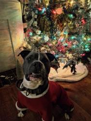 Lost Male Dog last seen 75th and Lawndale , Houston, TX 77023