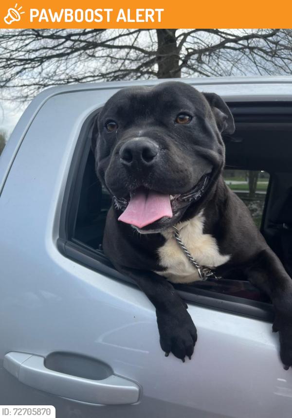 Found/Stray Male Dog last seen Cooper Road and Highway 153, Anderson County, SC 29673