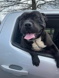 Found/Stray Male Dog last seen Cooper Road and Highway 153, Anderson County, SC 29673
