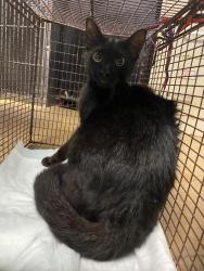 Shelter Stray Female Cat last seen Bexar County, New Braunfels, TX 78130
