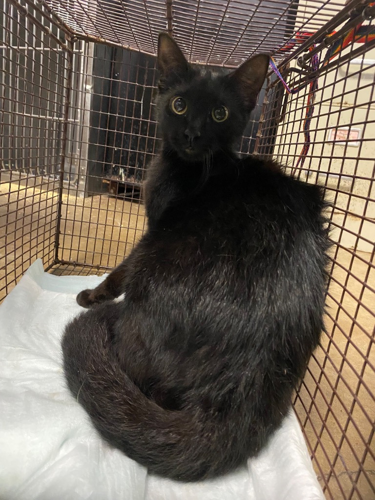 Shelter Stray Female Cat last seen Bexar County, New Braunfels, TX 78130