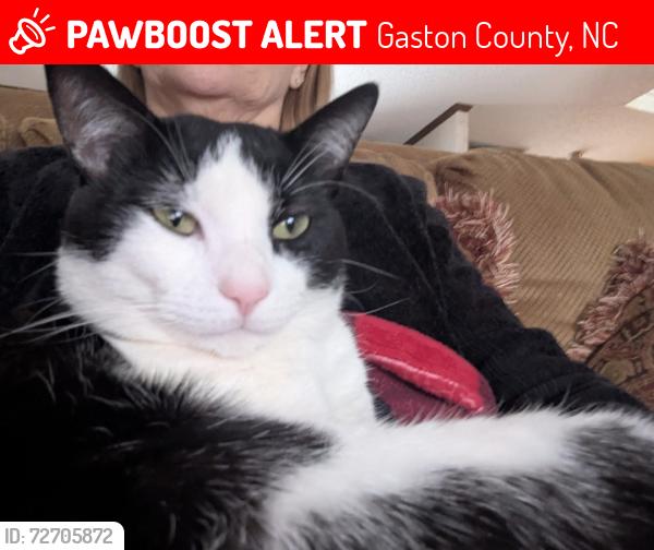 Lost Male Cat last seen Harmony Hill Dr and Alexis Lucia Rd, Gaston County, NC 28006