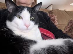 Lost Male Cat last seen Harmony Hill Dr and Alexis Lucia Rd, Gaston County, NC 28006