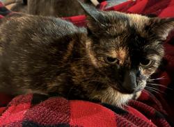 Lost Female Cat last seen Leona and Claire , Garden City, MI 48135