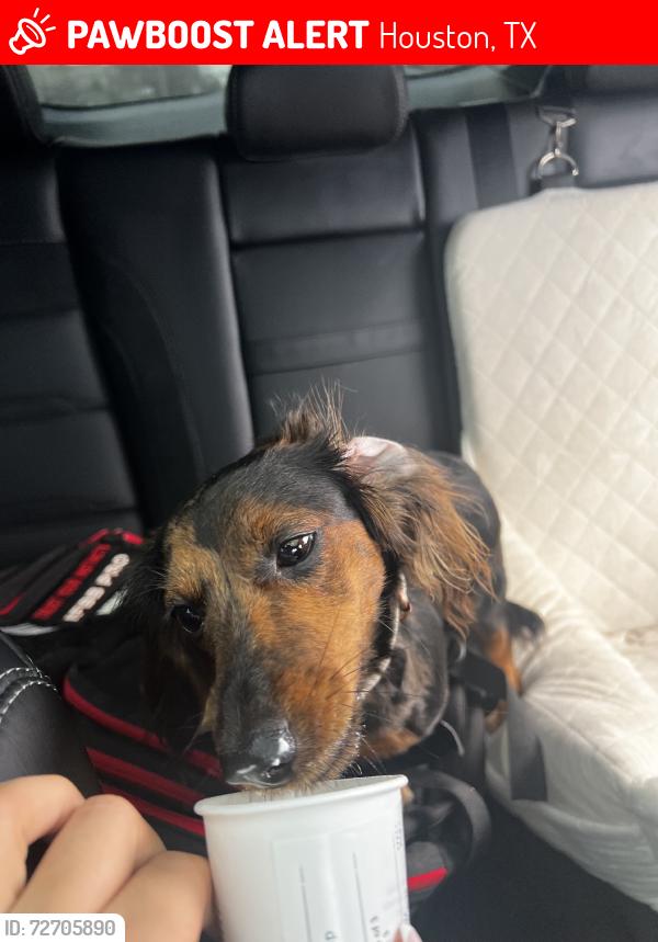 Lost Female Dog last seen Cornish, Houston, TX 77007