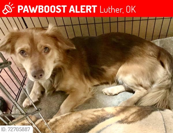 Lost Male Dog last seen N Dobbs Rd. and E Memorial Rd. , Luther, OK 73054