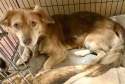 Lost Male Dog last seen N Dobbs Rd. and E Memorial Rd. , Luther, OK 73054