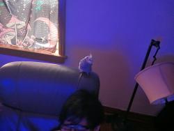 Lost Male Bird last seen We live near Friendly's bar, there is also a quiktrip nearby, St. Louis, MO 63116