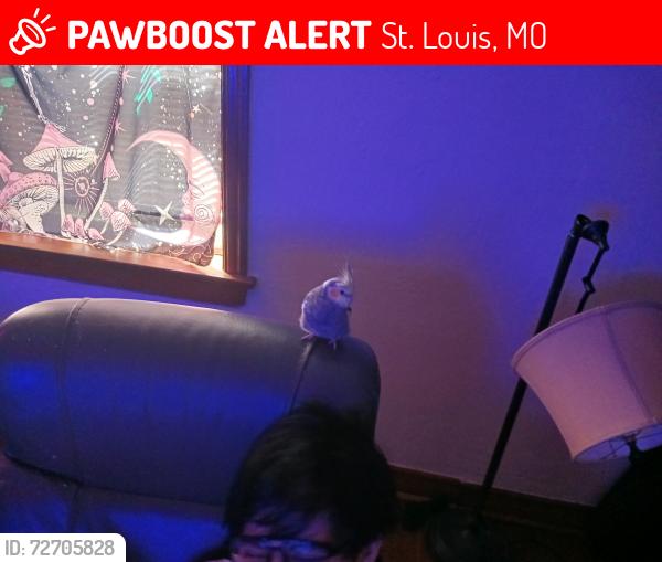 Lost Male Bird last seen We live near Friendly's bar, there is also a quiktrip nearby, St. Louis, MO 63116
