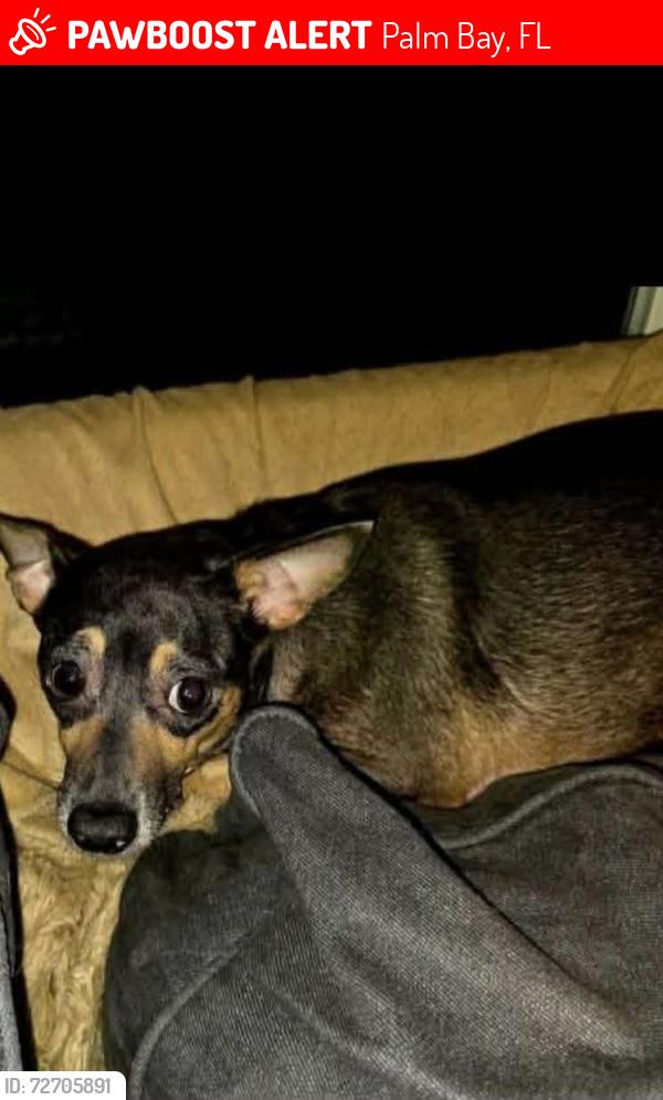 Lost Female Dog last seen Malabar rd, Palm Bay, FL 32907