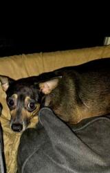 Lost Female Dog last seen Malabar rd, Palm Bay, FL 32907