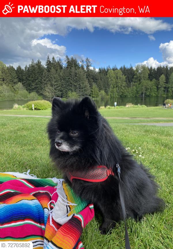 Lost Male Dog last seen Between Real Life Church and Walmart , Covington, WA 98042