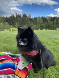 Lost Male Dog last seen Between Real Life Church and Walmart , Covington, WA 98042