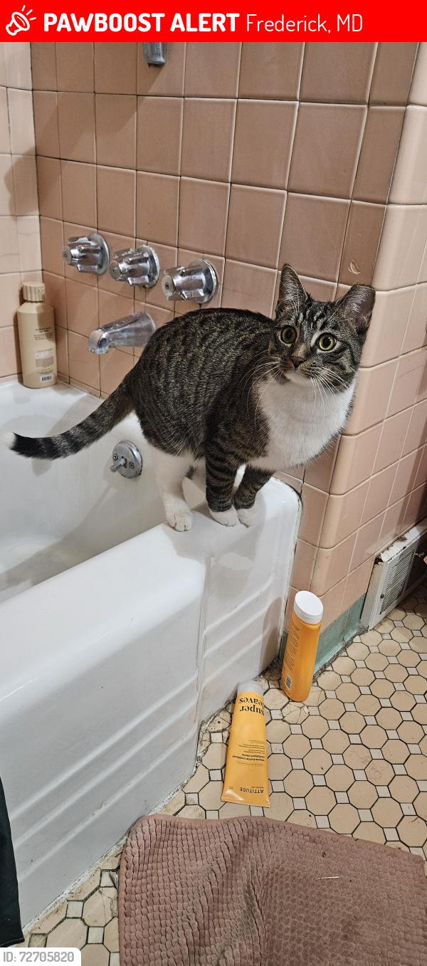 Lost Male Cat last seen Residences at the Manor, Frederick, MD 21702