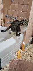 Lost Male Cat last seen Residences at the Manor, Frederick, MD 21702