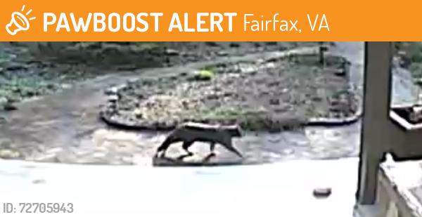 Found/Stray Unknown Cat last seen Arlington Blvd access road and Robert Evans (cul de sac), Fairfax, VA 22031