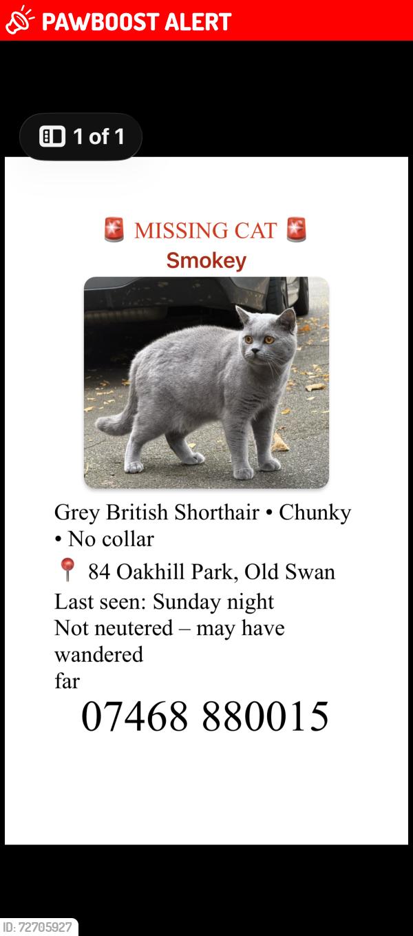 Lost Male Cat last seen Broadgreen road, Merseyside, England L13