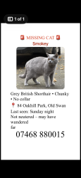 Lost Male Cat last seen Broadgreen road, Merseyside, England L13