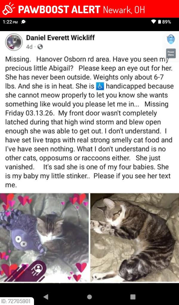 Lost Female Cat last seen Osborn Rd. NE  ,   Hanover , Newark, OH 43055