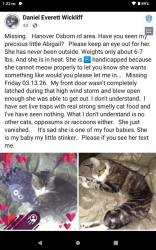 Lost Female Cat last seen Osborn Rd. NE  ,   Hanover , Newark, OH 43055