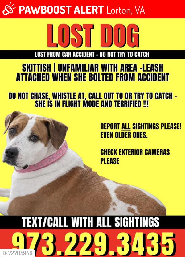Lost Female Dog last seen Pohick rd., Lorton, VA 22079