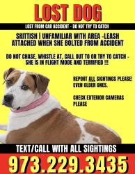 Lost Female Dog last seen Pohick rd., Lorton, VA 22079