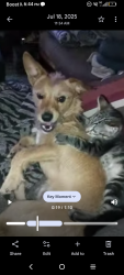Lost Male Dog last seen Near w Hayward ave , Phoenix, AZ 85021