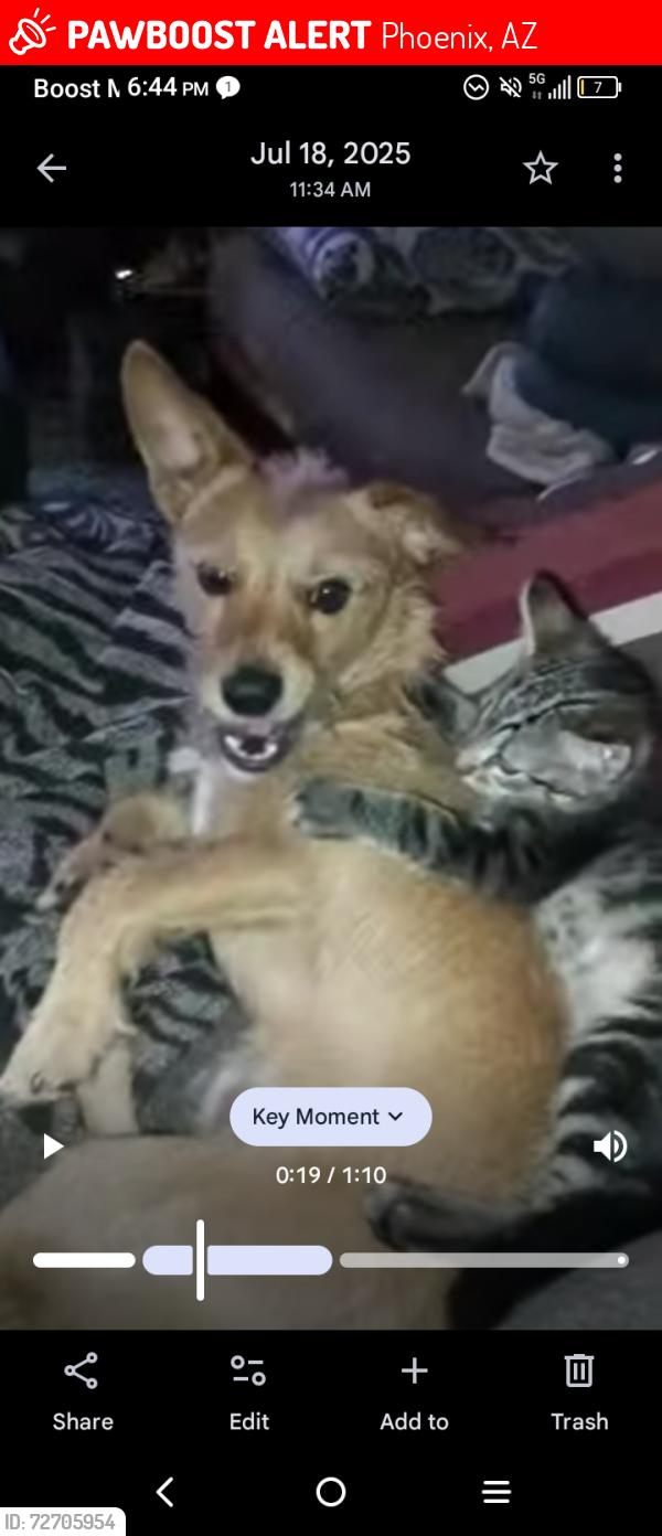 Lost Male Dog last seen Near w Hayward ave , Phoenix, AZ 85021