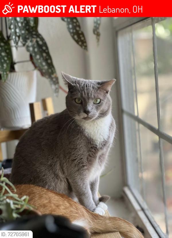 Lost Female Cat last seen Near Eagle Hammock Drive, Sarasota, FL 34240