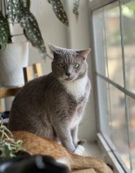 Lost Female Cat last seen Near Eagle Hammock Drive, Sarasota, FL 34240