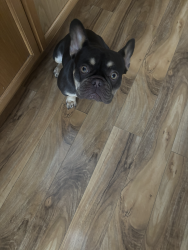 Lost Female Dog last seen Near 76th S pacifc , Tacoma, WA 98408