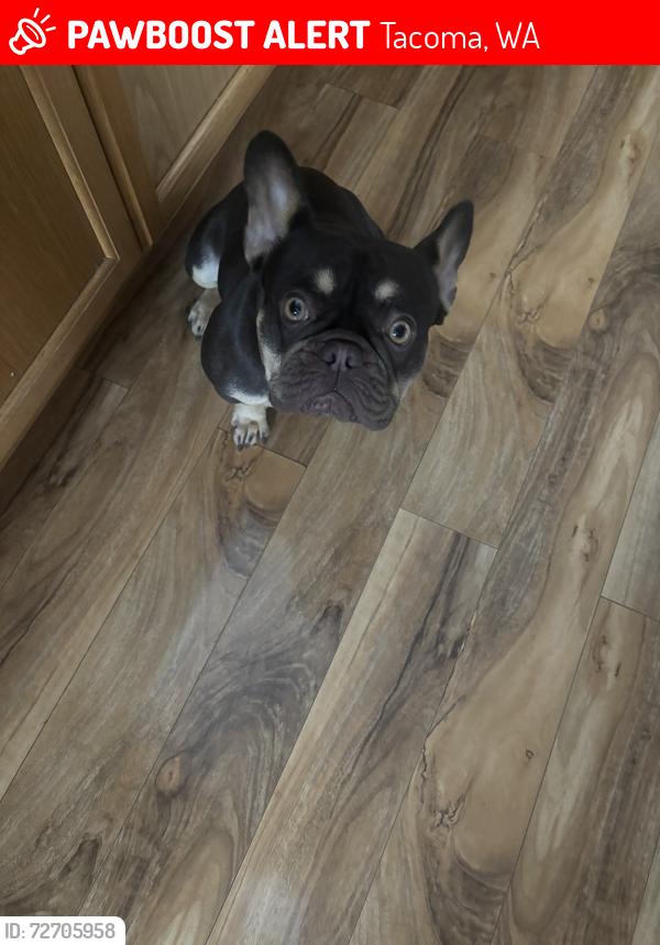 Lost Female Dog last seen Near 76th S pacifc , Tacoma, WA 98408