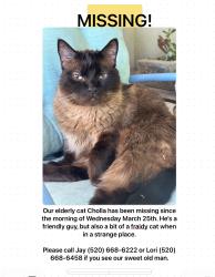 Lost Male Cat last seen Pantano and Seneca, Tucson, AZ 85715