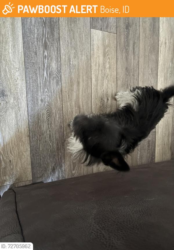 Found/Stray Male Dog last seen Desert and Cole , Boise, ID 83709