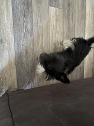 Found/Stray Male Dog last seen Desert and Cole , Boise, ID 83709