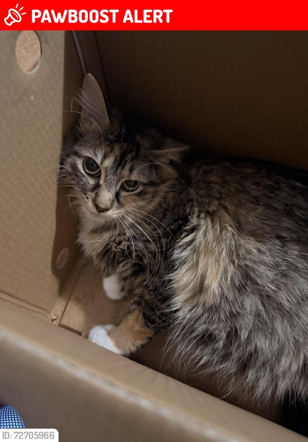 Lost Female Cat last seen Sherway & Dixie, Mississauga, ON L4X 1B7