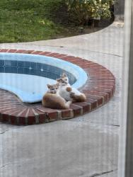 Found/Stray Male Cat last seen Fairhaven and Hewes, North Tustin, CA 92705
