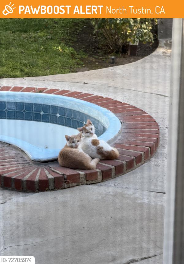 Found/Stray Male Cat last seen Fairhaven and Hewes, North Tustin, CA 92705