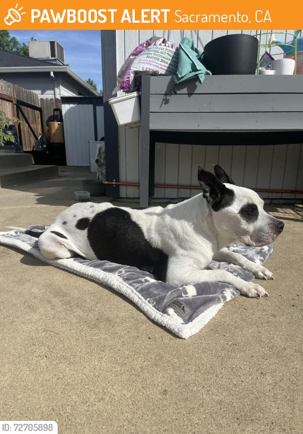 Found/Stray Male Dog last seen 19th and 61st street, Tahoe park area , Sacramento, CA 95820