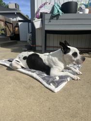 Found/Stray Male Dog last seen 19th and 61st street, Tahoe park area , Sacramento, CA 95820