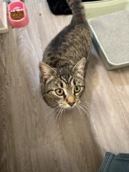 Found/Stray Female Cat last seen Northeast Avenue and Bustleton Avenue , Philadelphia, PA 19115