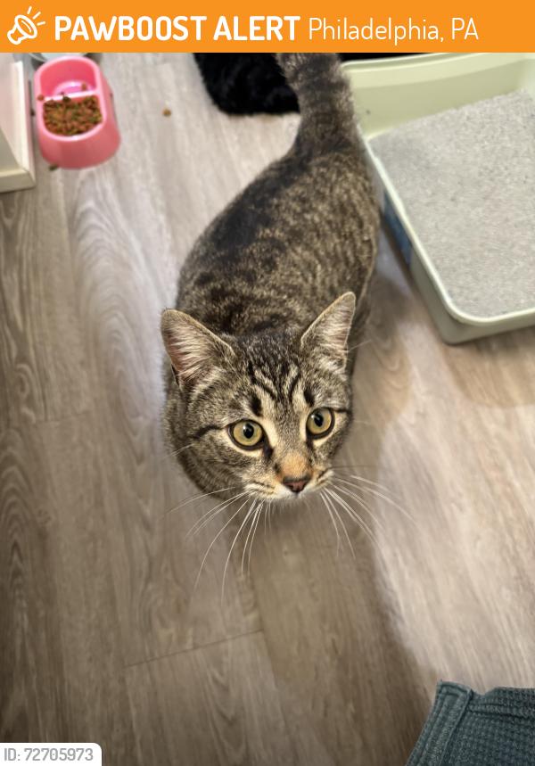 Found/Stray Female Cat last seen Northeast Avenue and Bustleton Avenue , Philadelphia, PA 19115