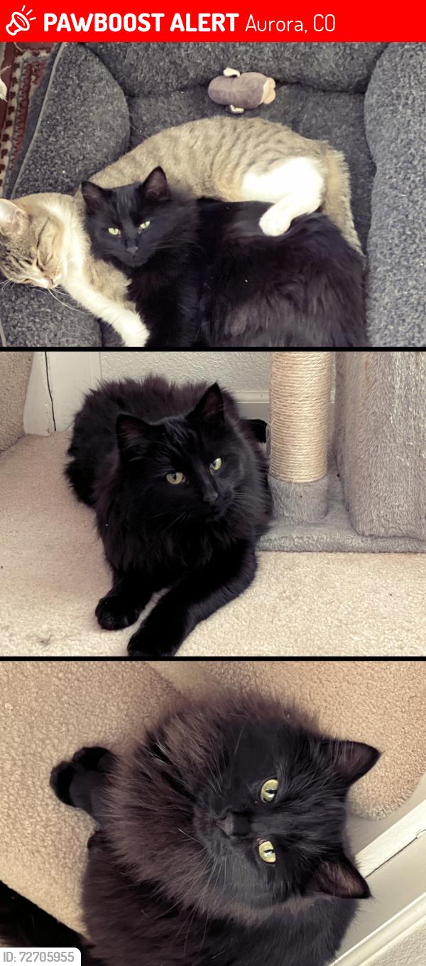 Lost Male Cat last seen S. Richfield Way and East Arkansas Ave, Aurora, CO 80017