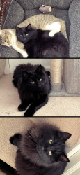 Lost Male Cat last seen S. Richfield Way and East Arkansas Ave, Aurora, CO 80017