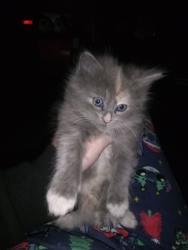 Lost Female Cat last seen Penny Hill rd , Greenville, NC 27834