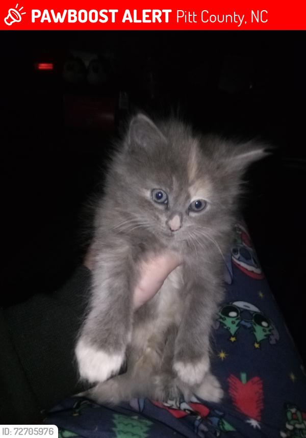 Lost Female Cat last seen Penny Hill rd , Greenville, NC 27834