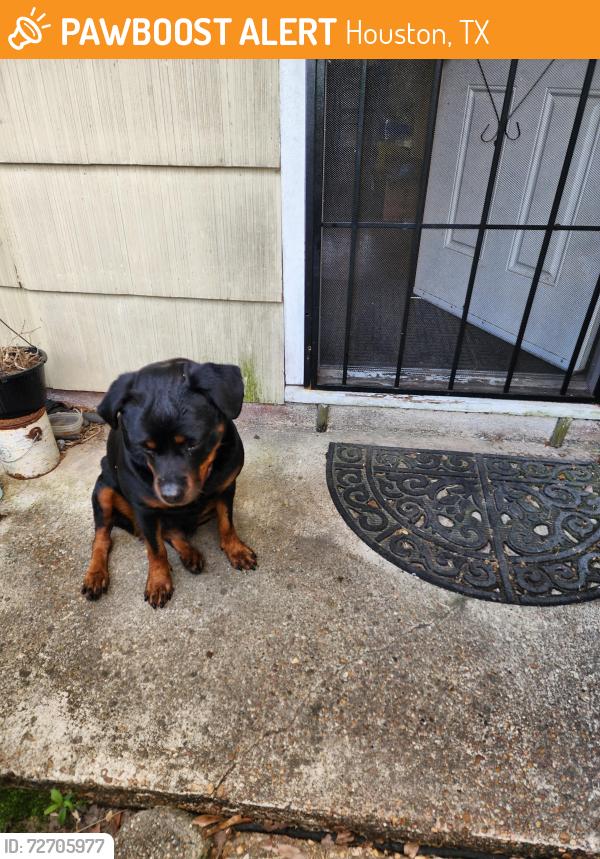 Found/Stray Female Dog last seen Lang rd and Midfield Dr, Houston, TX 77092