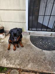 Found/Stray Female Dog last seen Lang rd and Midfield Dr, Houston, TX 77092