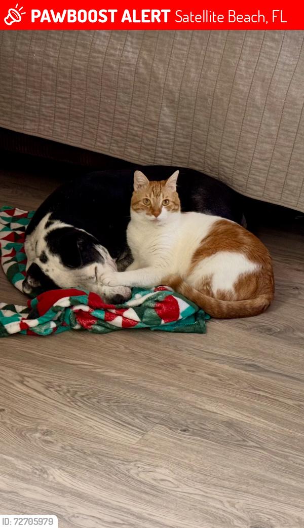 Lost Male Cat last seen Hibiscus and palmetto, Satellite Beach, FL 32937