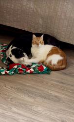 Lost Male Cat last seen Hibiscus and palmetto, Satellite Beach, FL 32937